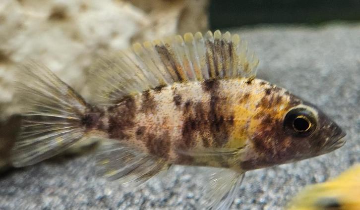 Cichlidés du Malawi tachetés rouges Aulonocara, Animaux & Accessoires, Poissons | Poissons d'aquarium, Poisson d'eau douce, Poisson