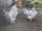 Te koop: koppel Ukkels baardkriel kippen zilverpatrijs, Dieren en Toebehoren, Meerdere dieren, Kip