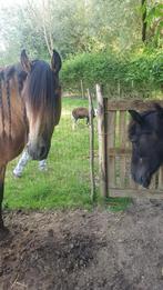 Verzorgpaarden aangeboden, Dieren en Toebehoren