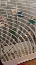 Couple canari, Animaux & Accessoires, Oiseaux | Canaris, Mâle, Canari chanteur