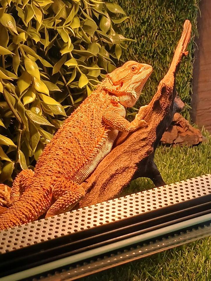 Baardagaam, Dieren en Toebehoren, Reptielen en Amfibieën