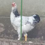 Haan, Dieren en Toebehoren