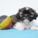 Shih Tzu - Belgische pups te koop, Dieren en Toebehoren, Honden | Chihuahua's en Gezelschapshonden, België, CDV (hondenziekte)