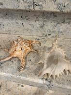 Decoratieve zee schelpen, Ophalen of Verzenden