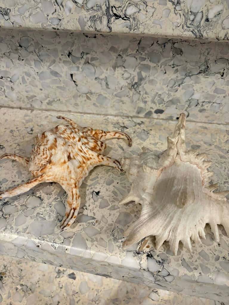 Decoratieve zee schelpen, Antiquités & Art, Curiosités & Brocante, Enlèvement ou Envoi