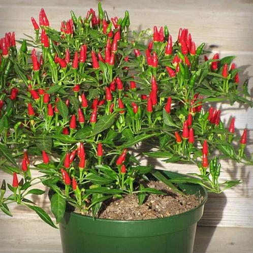 Thai Sun - Peper zaden, Tuin en Terras, Bloembollen en Zaden, Verzenden