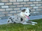 Leuke border collie pup, Dieren en Toebehoren, België, Fokker | Hobbymatig, Reu, 8 tot 15 weken