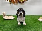 Kruising Basset Hound x Dwergteckel pups, Dieren en Toebehoren, België, CDV (hondenziekte), 8 tot 15 weken, Teef