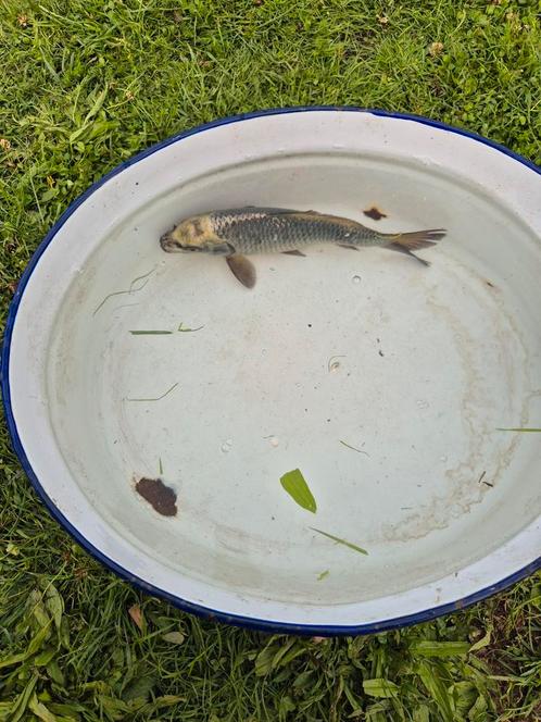 Japanse koi allerlei, Dieren en Toebehoren, Vissen | Vijvervissen