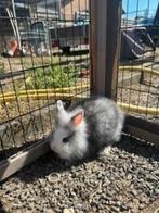 2 konijntjes te koop, Dieren en Toebehoren