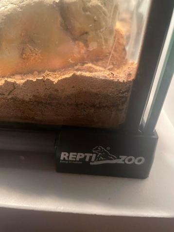Gecko leopard dans son terrarium, Enlèvement, Comme neuf