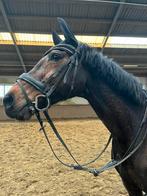 Lieve merrie te koop (warmbloed) KWPN, Dieren en Toebehoren, Paarden, Merrie