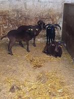 4 quessant bokken, Dieren en Toebehoren, Schapen, Geiten en Varkens
