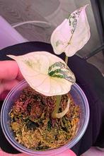 Alocasia dragon scale variegated te koop, Ophalen