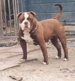 Bulldog, Dieren en Toebehoren, Honden | Bulldogs, Pinschers en Molossers, Reu, CDV (hondenziekte), Bulldog, Eén hond