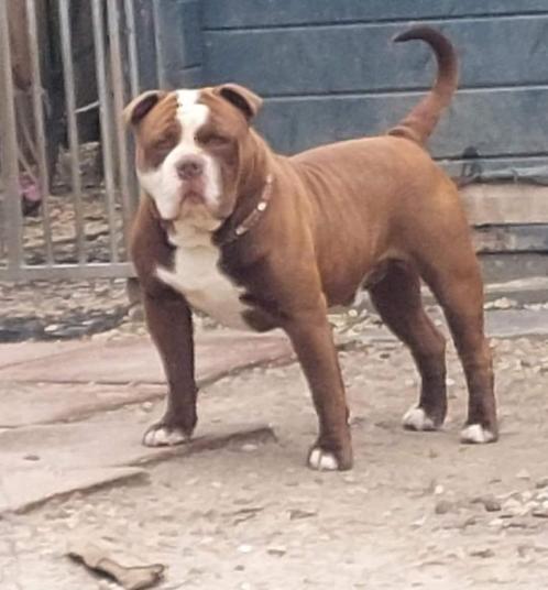 Bulldog, Dieren en Toebehoren, Honden | Bulldogs, Pinschers en Molossers, Reu, Bulldog, Fokker | Hobbymatig, Eén hond, Nederland