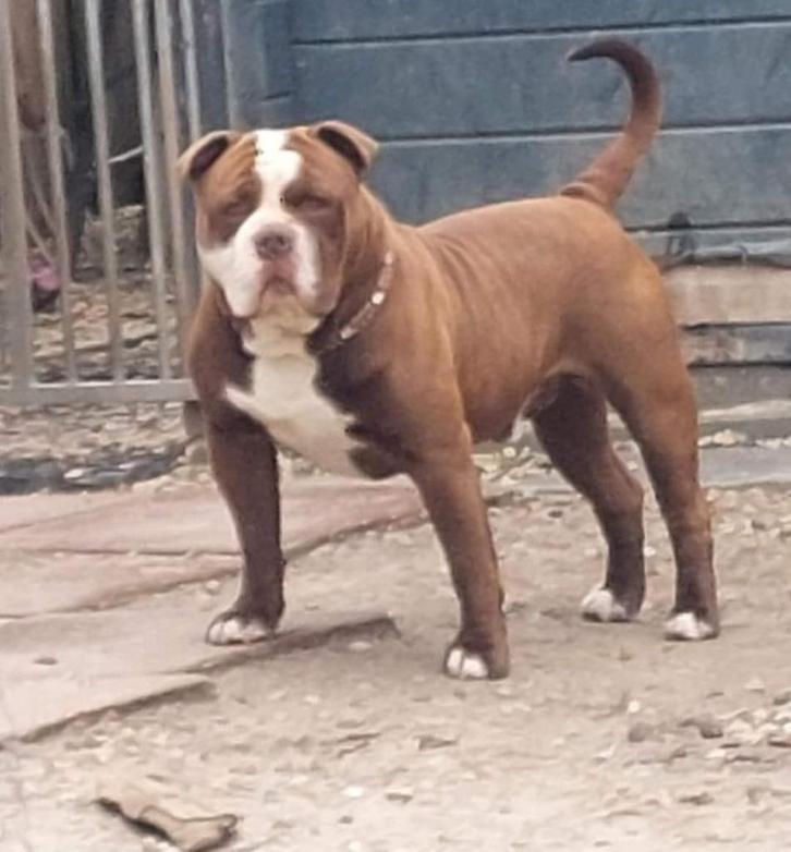Bulldog, Dieren en Toebehoren, Honden | Bulldogs, Pinschers en Molossers, Reu, Bulldog, Fokker | Hobbymatig, Eén hond, Nederland