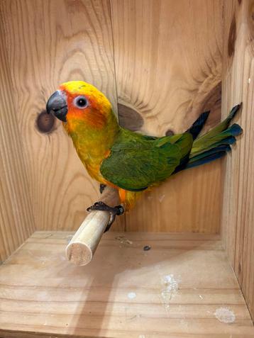 Zeer goed getemde mannelijke zonneparkiet EAM beschikbaar voor biedingen