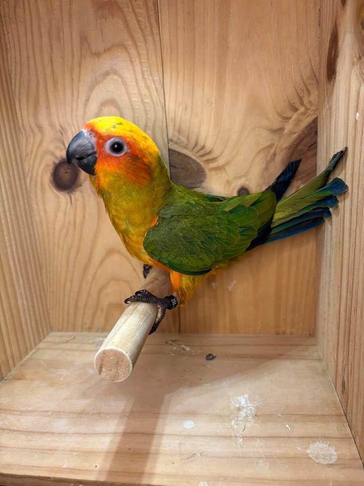 Zeer goed getemde mannelijke zonneparkiet EAM, Dieren en Toebehoren, Vogels | Parkieten en Papegaaien, Papegaai, Mannelijk, Tam