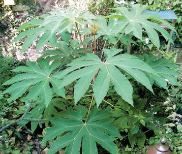 Tetrapanax papyrifer of rijstpapierplant  beschikbaar voor biedingen