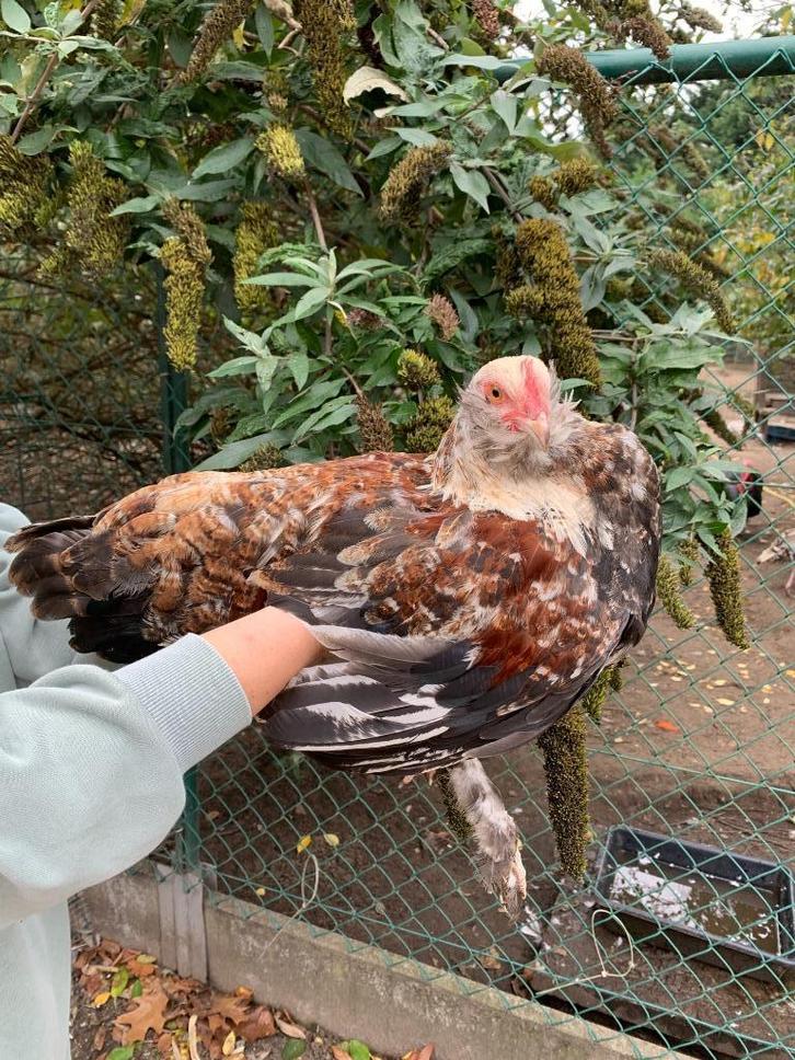 Franse Faverolle, Dieren en Toebehoren, Pluimvee, Kip, Mannelijk