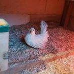 2 chabo hennen, Dieren en Toebehoren, Pluimvee