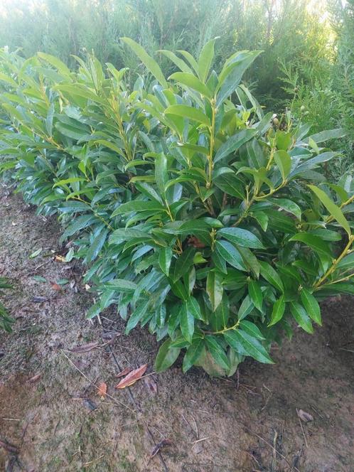 Laurierkers (Prunus Reynvaanii) groenblijvende haagplant, Tuin en Terras, Planten | Struiken en Hagen, Struik, Laurier, 100 tot 250 cm