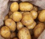 Pommes de terre BIO, Articles professionnels, Enlèvement