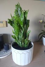 kamerplant opuntia 60 cm met stenen witte cache-pot, Huis en Inrichting, Groene kamerplant, Ophalen, Halfschaduw, Minder dan 100 cm