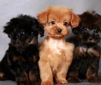 Schattige hypoallergene mini pups, Dieren en Toebehoren, België, Fokker | Hobbymatig, Overige rassen, CDV (hondenziekte)