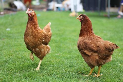 Ruime keuze leg en sierkippen!, Dieren en Toebehoren, Pluimvee