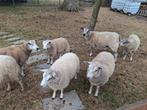 5 lammeren en 2 moeren te koop. Prijs overeen te komen, Dieren en Toebehoren, Schapen, Geiten en Varkens