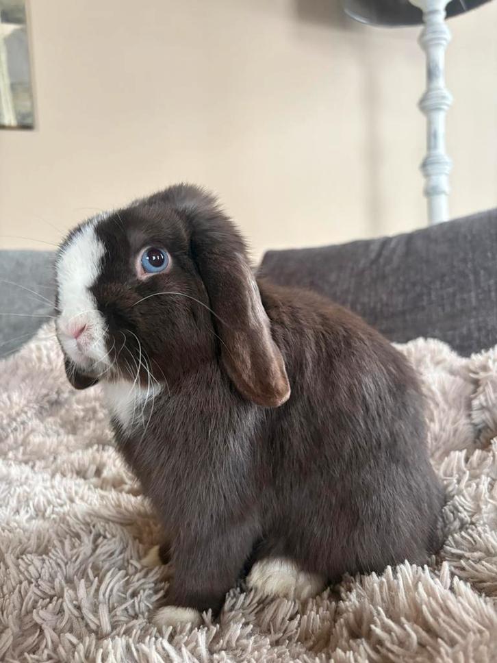 Knappe Raszuivere choco split minilop ram te koop, Dieren en Toebehoren, Konijnen, Mannelijk, 0 tot 2 jaar, Hangoor
