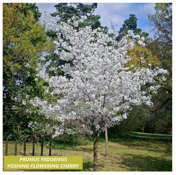 JAPANSE KERSENBOMEN PRUN.YEDOENSIS YOSHINO, LAAGSTAM 10€, Tuin en Terras, Planten | Bomen, Overige soorten, 100 tot 250 cm, Lente