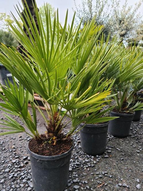 Palmboom Chamaerops Humilis - Europese dwergpalm, Tuin en Terras, Planten | Tuinplanten, Ophalen