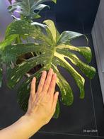 Monstera Thai Constellation, Overige soorten, Ophalen