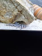 L046 Zebra pleco's - l46 hypancistrus, Dieren en Toebehoren, Vissen | Aquariumvissen, Vis, Zoetwatervis, Schoolvis