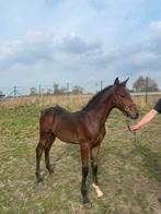 Betaalbaar bwp hengstenveulen, Dieren en Toebehoren, Paarden, Springpaard, Gechipt, Niet van toepassing, 0 tot 2 jaar