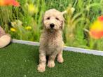 Chiots Goldendoodle, Parvovirose, Plusieurs, Belgique, Plusieurs animaux