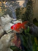 Vissen, Dieren en Toebehoren