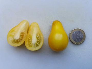 tomate tomate cerise jaune en forme de poire - 5 graines, Envoi, Printemps, Graine