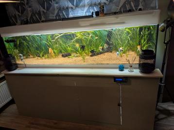 Kompleet aquarium 2meter 60x60  beschikbaar voor biedingen