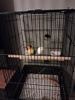 2 dwergpapegaaien, vrouwtje en mannetje en alle toebehoren., Ophalen