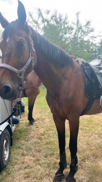 15 jarige KWPN springgefokte topmerrie beschikbaar voor biedingen