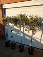 Olijfbomen, Tuin en Terras, Planten | Bomen, Ophalen, In pot