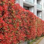 Photinia ' red robin' - glansmispel, Tuin en Terras, Ophalen