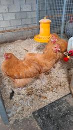 Orpington buff groothoender haan, Dieren en Toebehoren