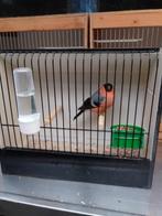 vogels, Dieren en Toebehoren, Vogels | Parkieten en Papegaaien