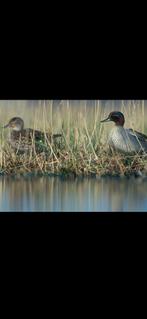 Wintertaling koppel 2025, Ophalen
