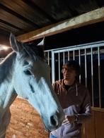 Endurance 20 km paard Ruin 11jaar, Dieren en Toebehoren, Paarden, Ruin, 165 tot 170 cm, Recreatiepaard, Gechipt